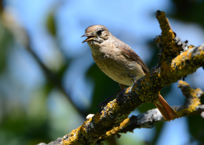 Una famiglia prolifica